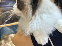-FAELING PETS美天灵宠物(富力广场店)