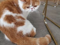 -飞行喵MR PILOT|猫舍·猫咖(静安大融城店)