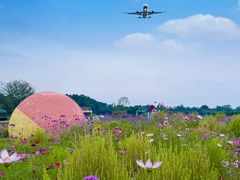 -空港花田景区