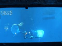 -海合安成都极地海洋公园