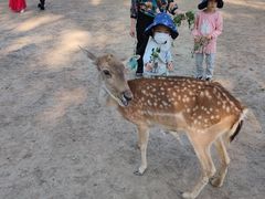 -北京麋鹿生态实验中心