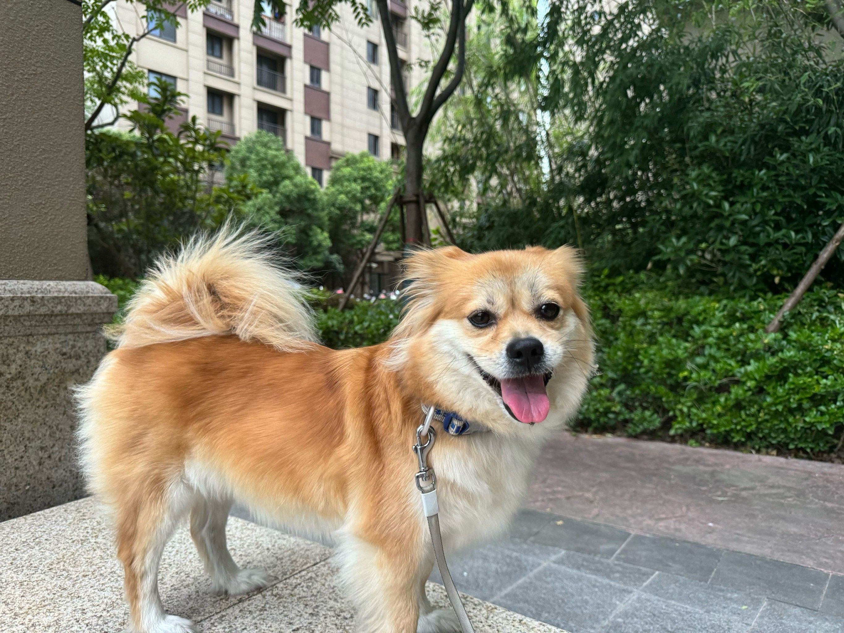 心形尾巴的狗狗日常