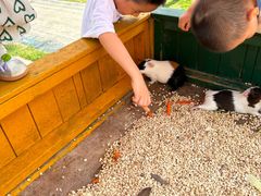 -合肥滨湖国家森林公园