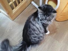 -MOCHA明星猫咖(田子坊店)