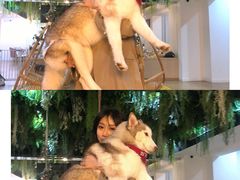 -Husky Go! 哈士奇体验馆·宠物咖啡厅狗咖