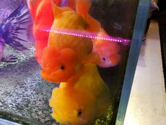 -中环花鸟鱼虫市场