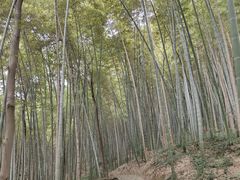 -上海佘山国家森林公园天马山园