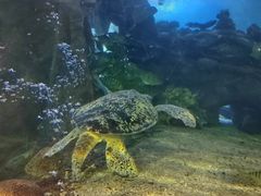 -太平洋海底世界