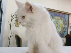 -猫小院猫主题餐厅(南锣旗舰店)