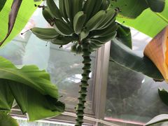 -石家庄市植物园
