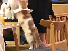 -滚猫咖啡·猫咖·猫友好撸猫(未来城店)