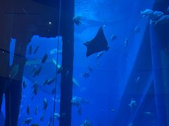 -迪拜水族馆及水下动物园