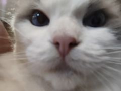 -楼上猫咖(罗湖店)