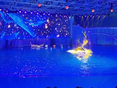 -海合安青岛极地海洋公园