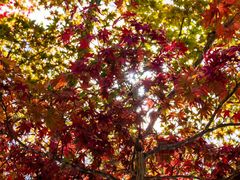 -成都濑川外国语学校