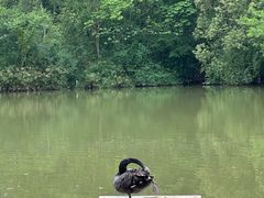 -成都大熊猫繁育研究基地