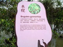 -东寨港红树林旅游区