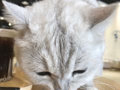 -藏猫猫咖啡主题馆(中央大道店)