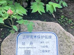 -龙华寺