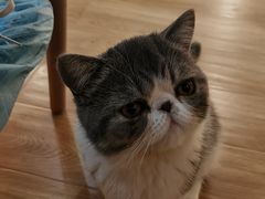 -滚猫咖啡·猫咖·猫友好撸猫(未来城店)