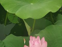 -洪湖生态旅游区