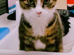 -美联众合动物医院(·中兽医·疑难杂症·严家桥分院)