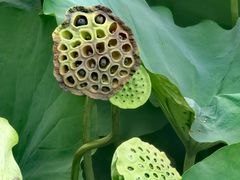 -莲池书院博物馆