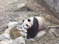 -都江堰中华大熊猫苑