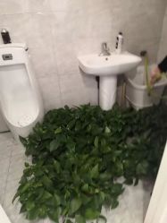 -爱维丽