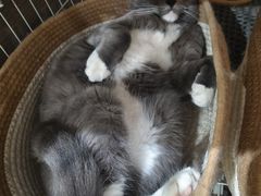 -奈雪的茶(时代天街店)