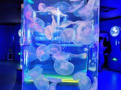 -青岛海底世界-水族馆