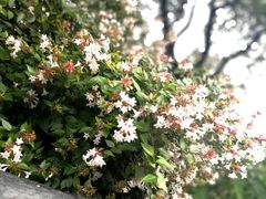 -新江湾城公园