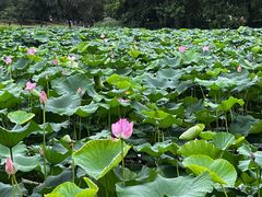 -玄武湖景区-情侣园游乐场