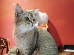 -猫色咖啡·猫咖