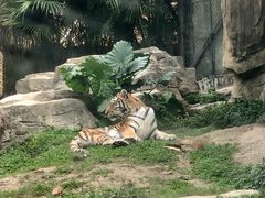 -深圳野生动物园