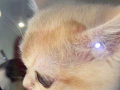 -萌兽医馆·眼科·异宠专科(三里屯店)