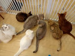 -Let's go狗咖·猫咖·奶狗·桌游(春熙路IFS店)