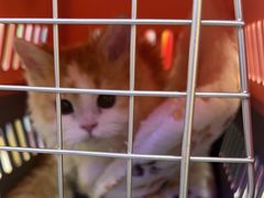 -小猫来了·猫咪专售(红山六九七九店)