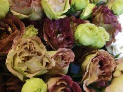 -静岸花卉园艺(三星坊店)