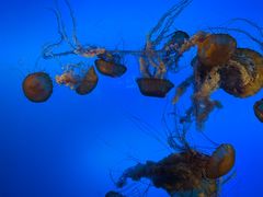 -太平洋海底世界