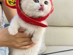 -lincat·猫舍(广州店)