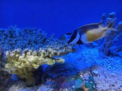 -上海海洋水族馆