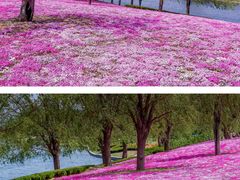 -羊亭河湿地公园