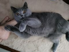 -1013 PET SHOP 宠物商店(近铁城市广场店)