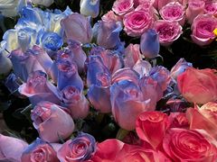 -循礼门鲜花花市(武汉循礼门店)