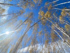 -北极村旅游风景区