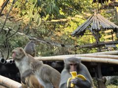 -西双版纳原始森林公园