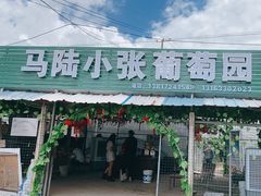 -马陆小张葡萄园农家乐