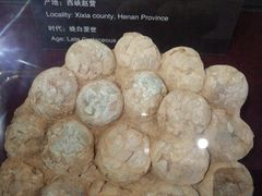 -中国西峡恐龙遗迹园
