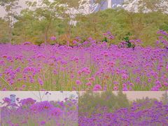 -深圳湾公园(南山区)